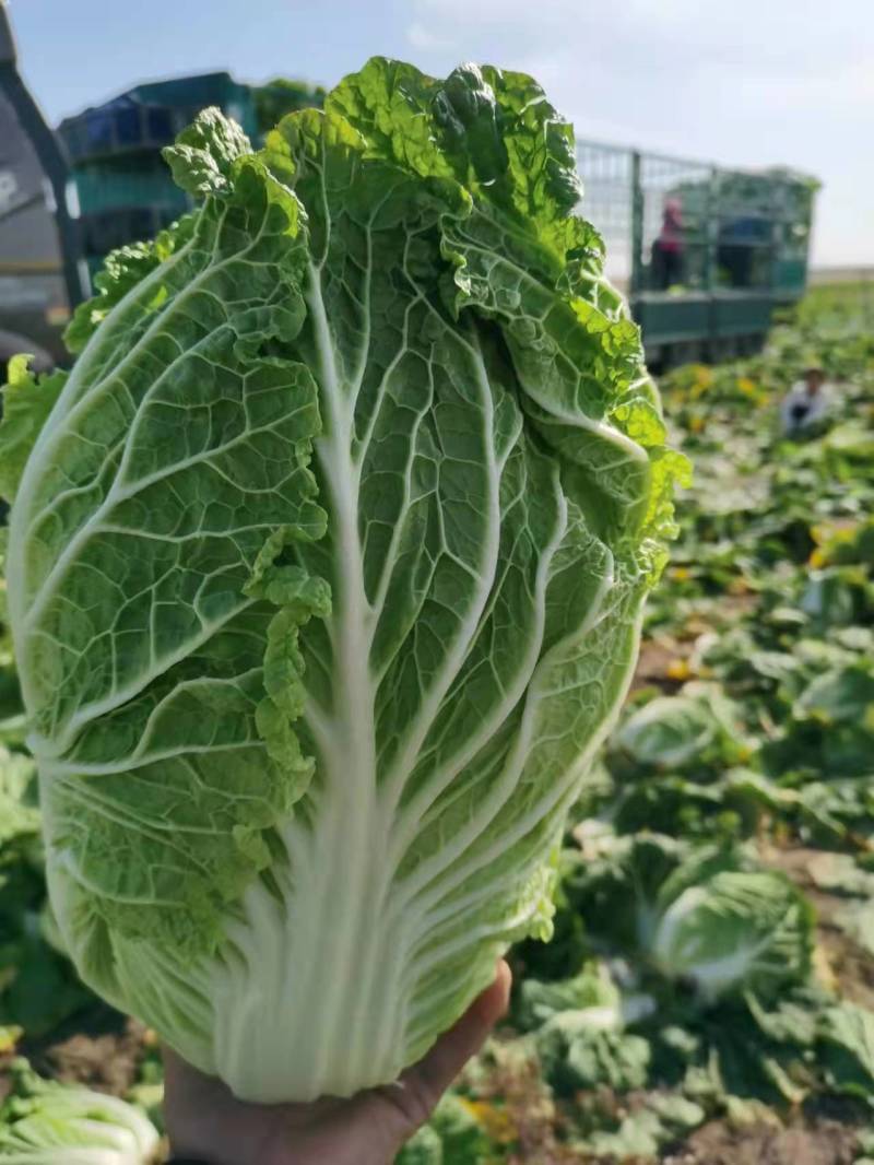 大白菜，北京3号白菜，玲珑黄白菜，质量好，价格优惠