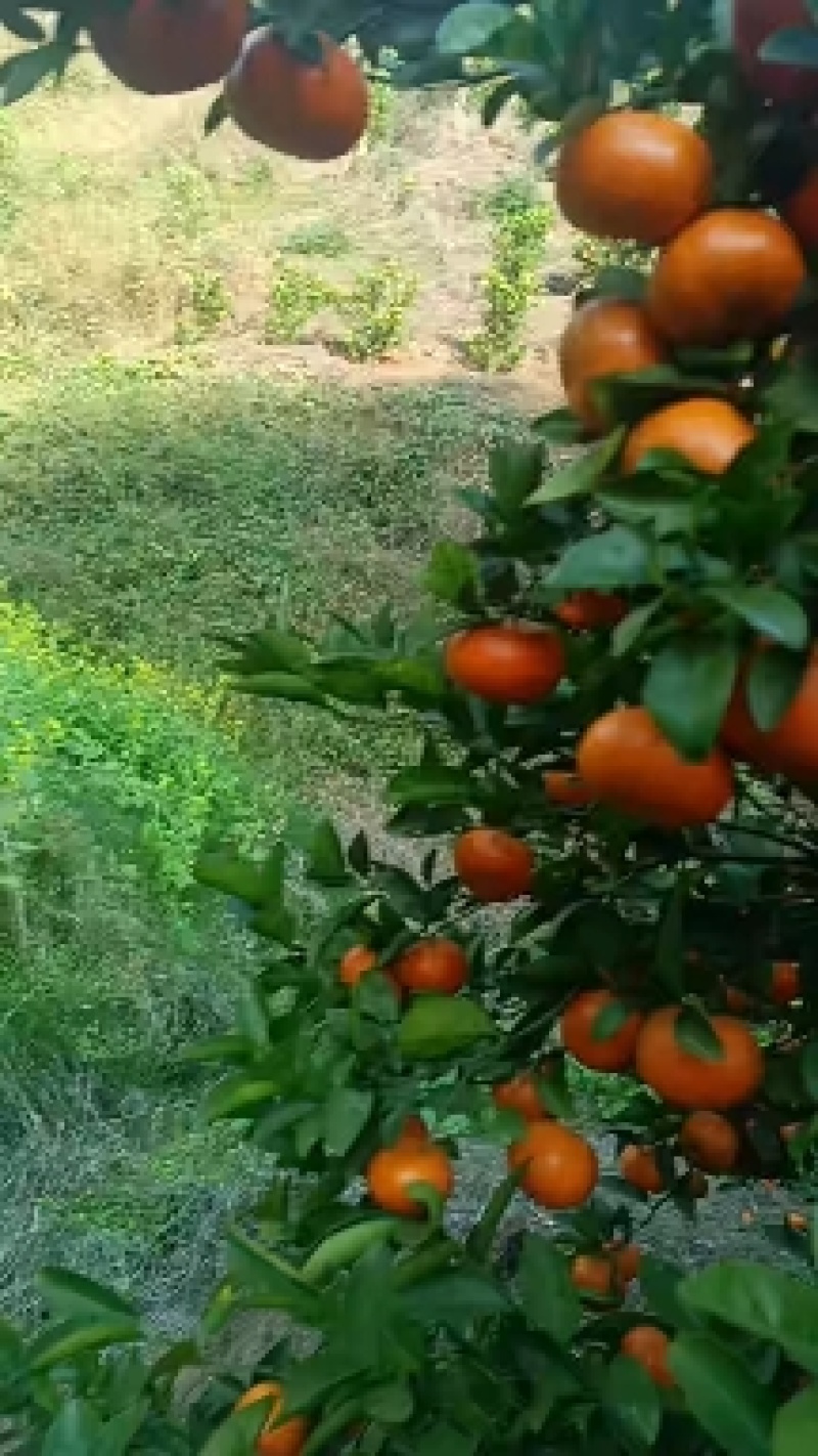 默科特，沃柑，砂糖橘，大量现货，现摘现发