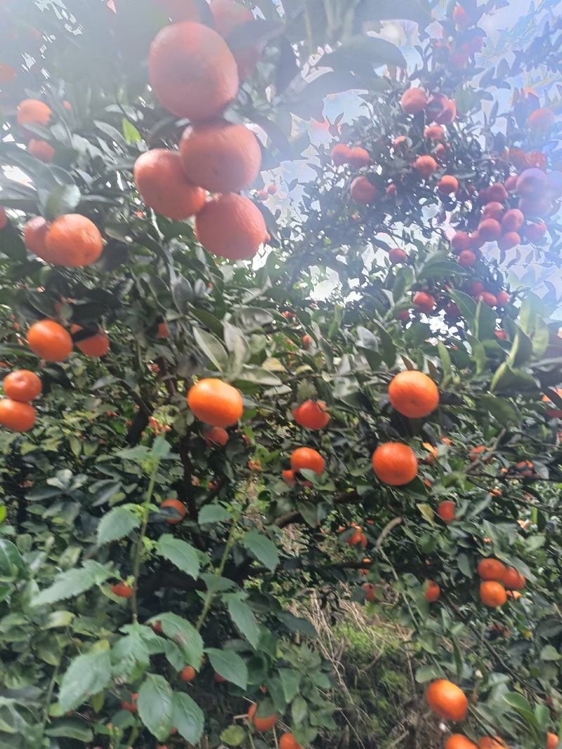 默科特，沃柑，砂糖橘，大量现货，现摘现发