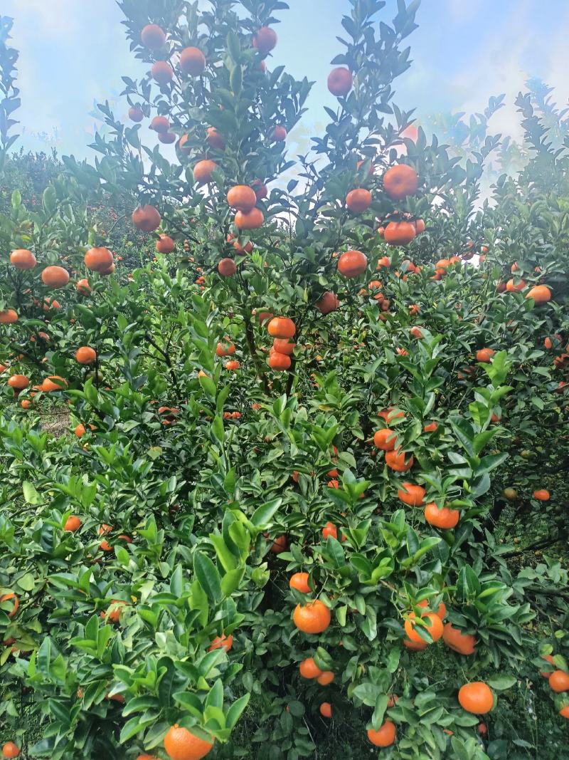 默科特，沃柑，砂糖橘，大量现货，现摘现发