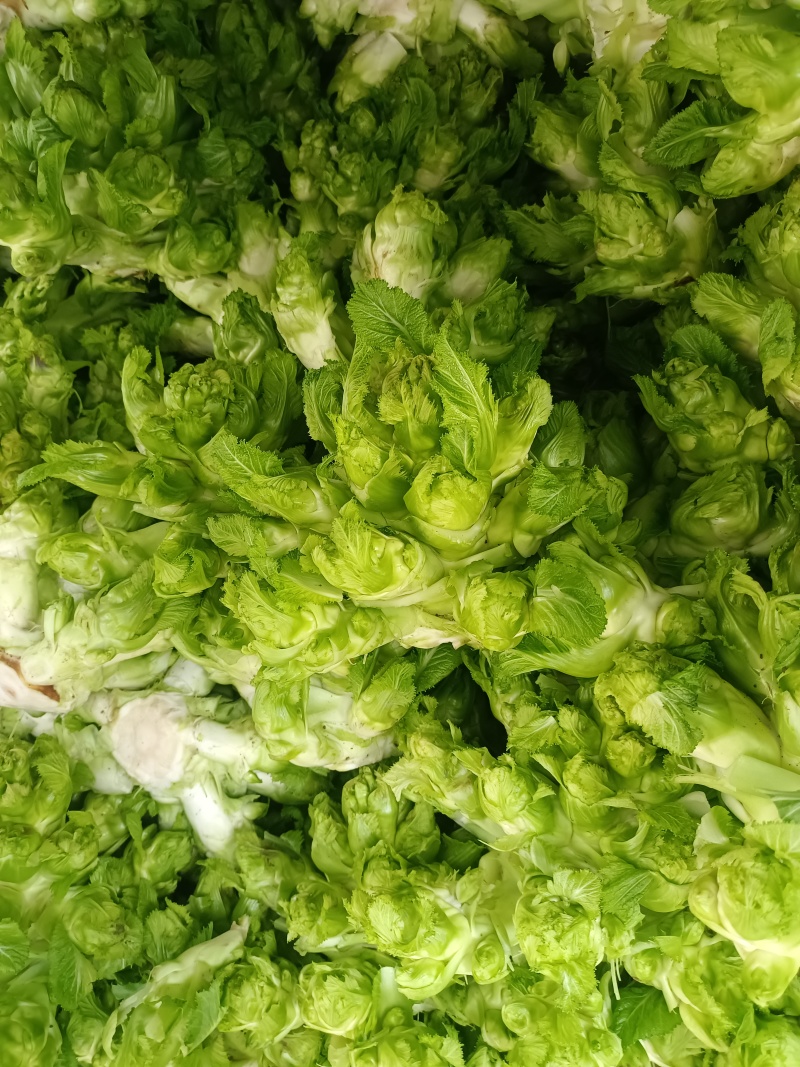 儿菜