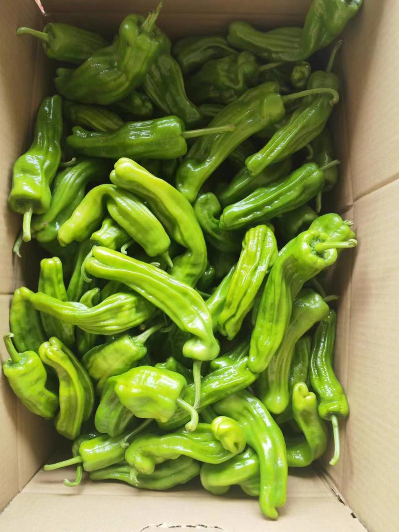 鲜辣椒精品301泡椒，芜湖椒，，开始大量供货，欢迎选购