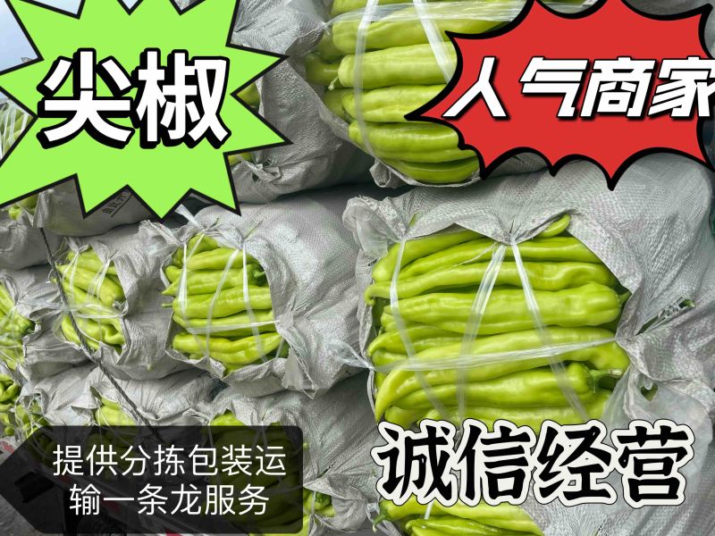 尖椒电商货，高温棚精品、通货、次货大量下货，需要的联系，