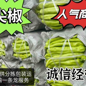 装袋子尖椒，便宜好货，产地直发