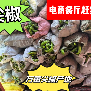 电商货，精品尖椒头