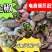 电商货，精品尖椒头