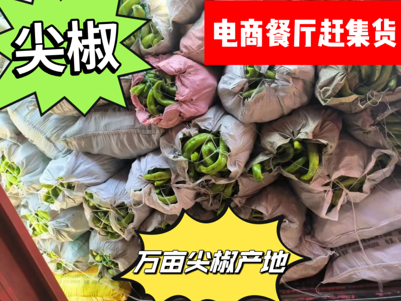 电商货，精品尖椒头