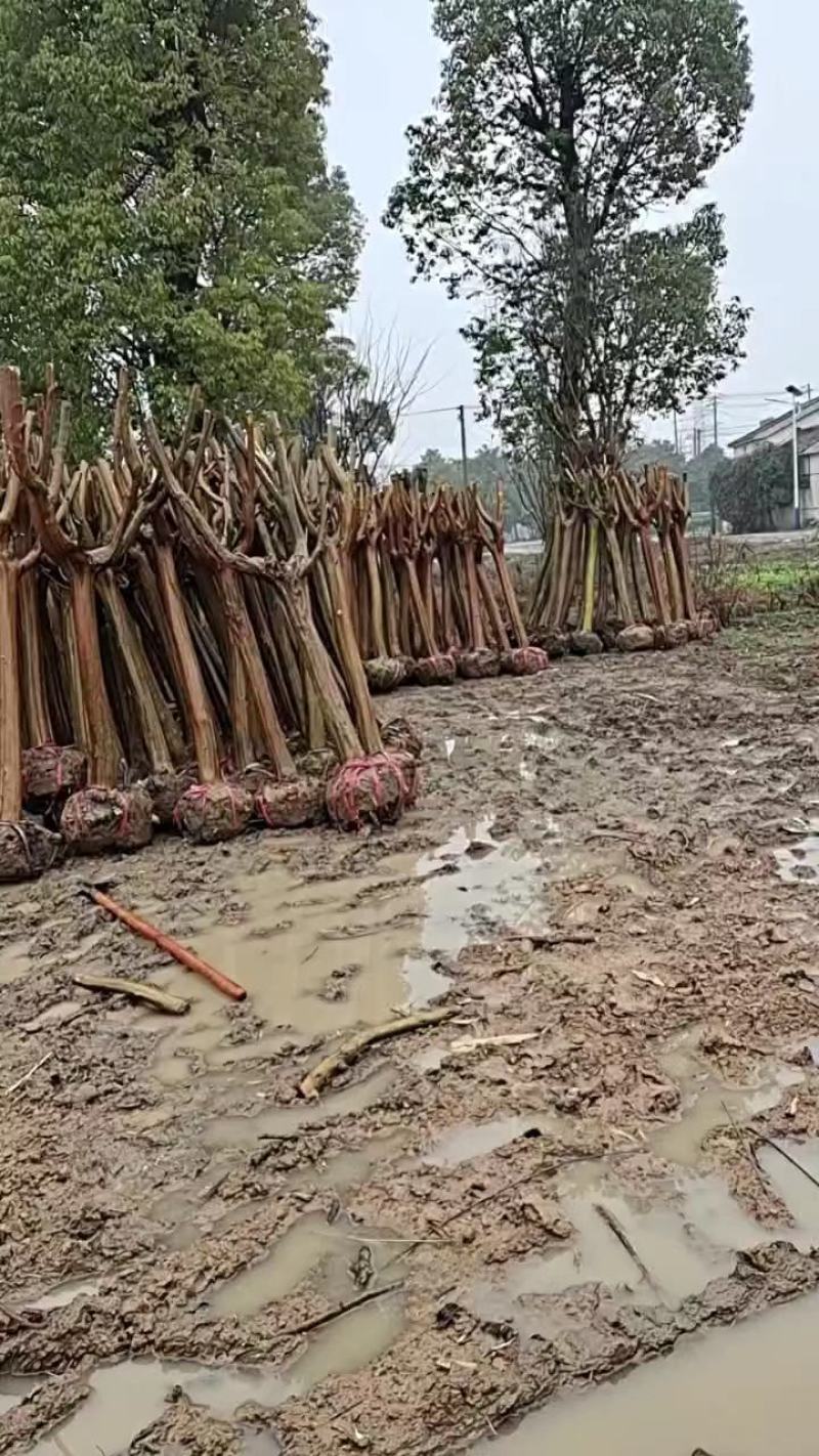 15公分拆迁占地紫薇