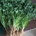 【精品推荐】优质铁杆青香菜净菜毛菜可视频看货选购