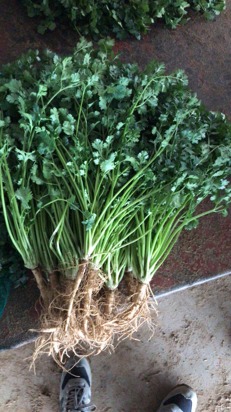 【精品推荐】优质铁杆青香菜净菜毛菜可视频看货选购