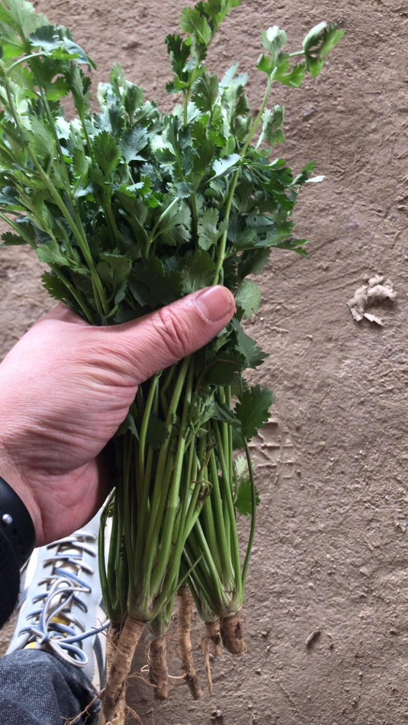【精品推荐】优质铁杆青香菜净菜毛菜可视频看货选购