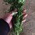 【精品推荐】优质铁杆青香菜净菜毛菜可视频看货选购