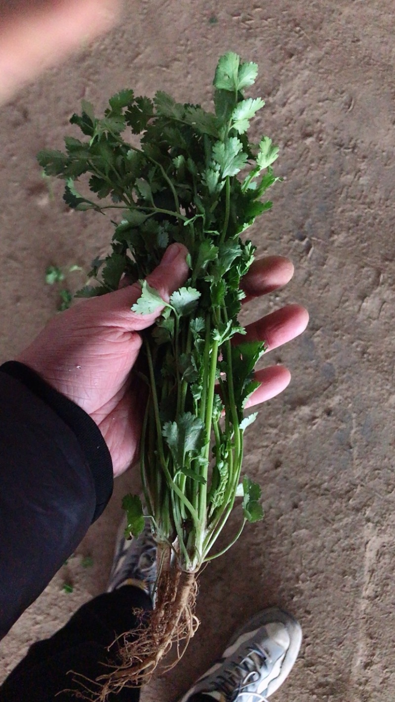 【精品推荐】优质铁杆青香菜净菜毛菜可视频看货选购