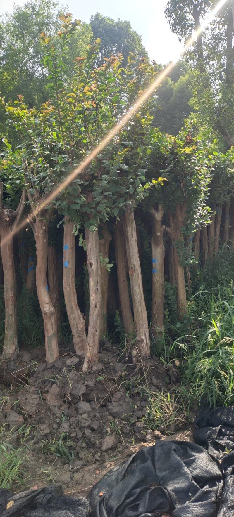 10公分占地紫薇