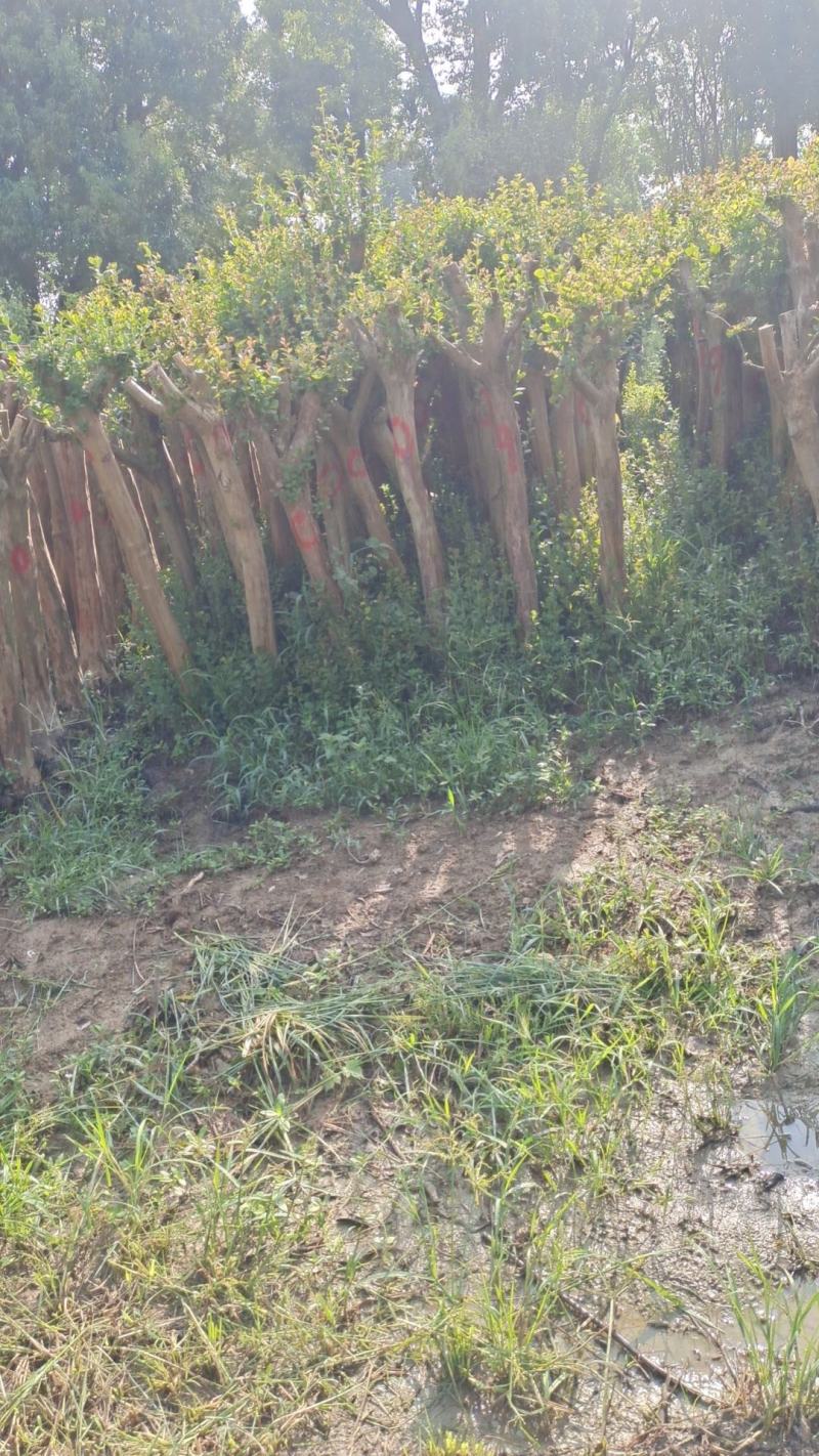 10公分占地紫薇