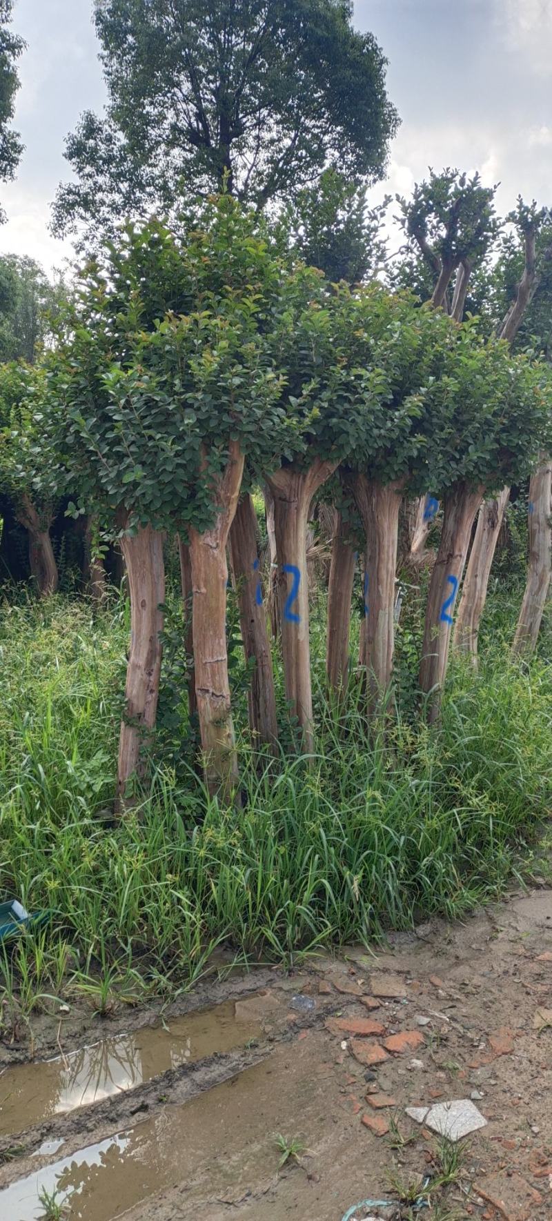 10公分占地紫薇