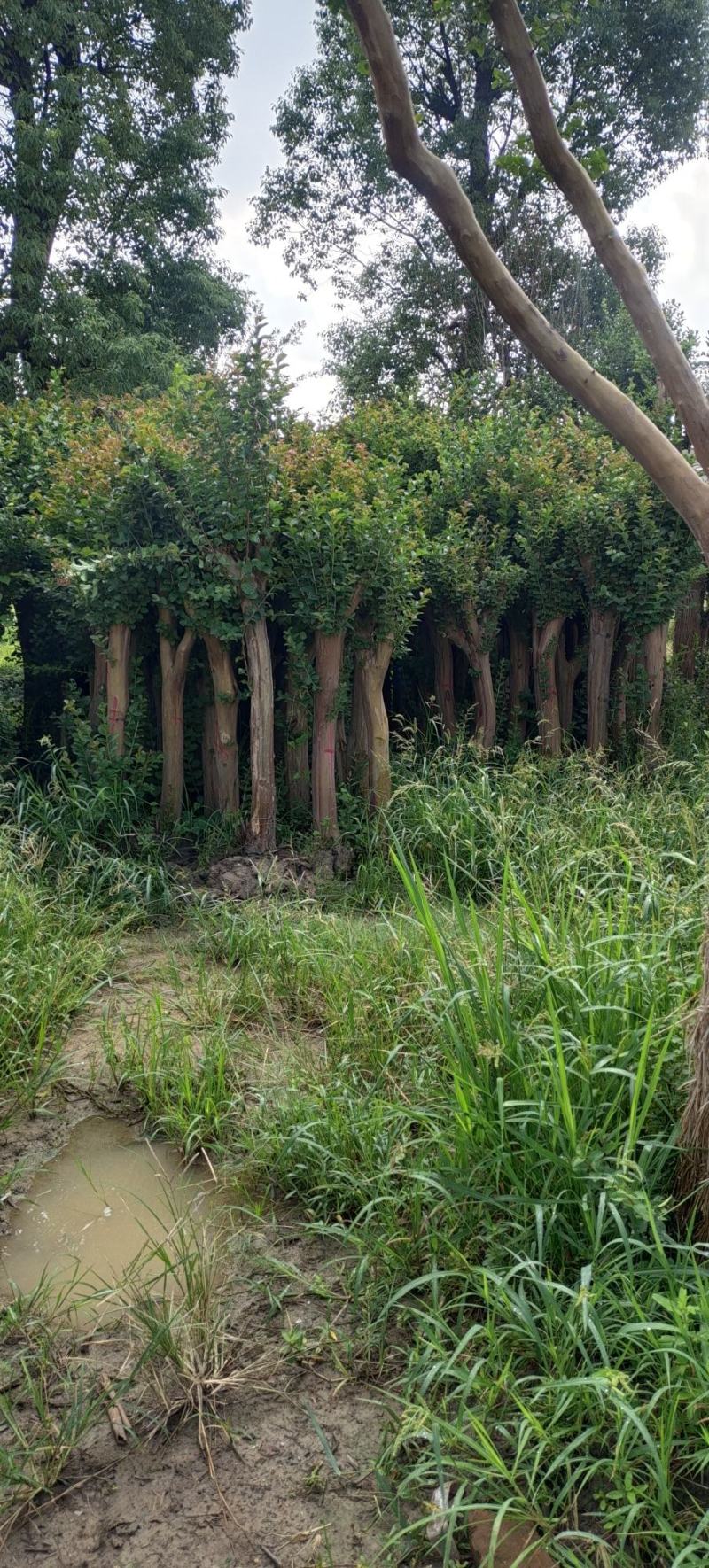 10公分占地紫薇