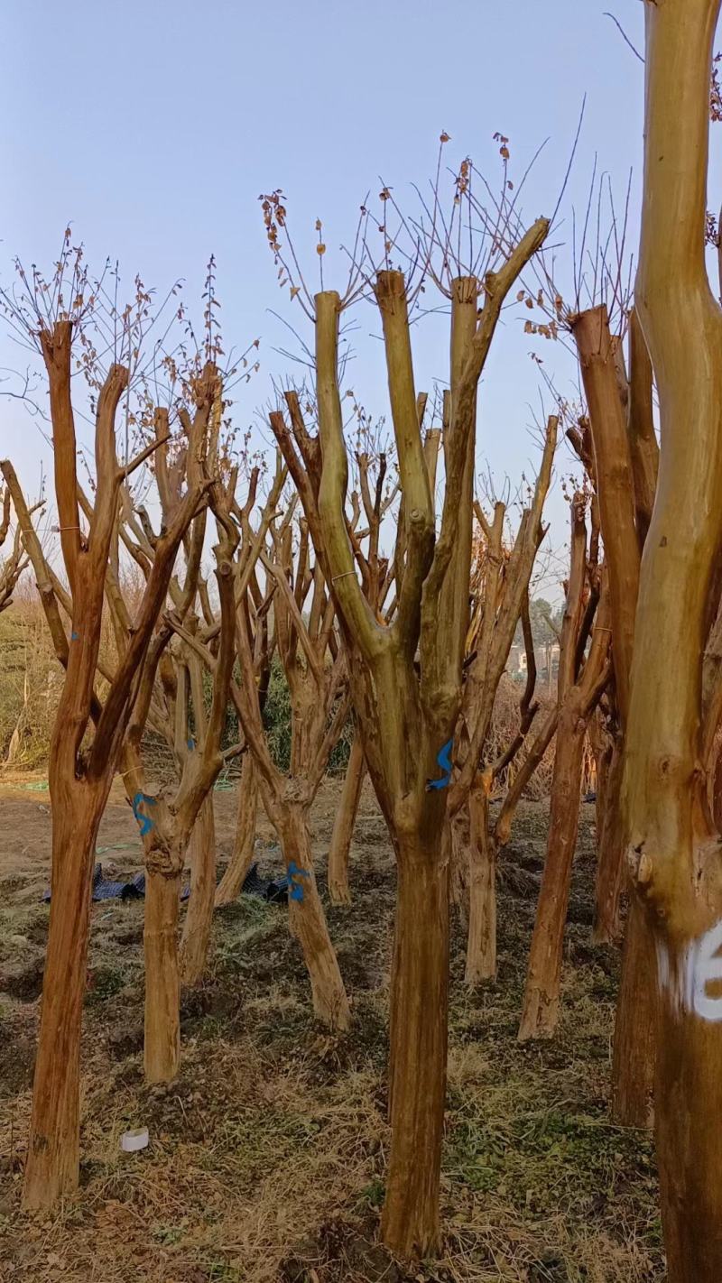 低价出售拆迁占地紫薇3至20公分，每个规格都可以整车装
