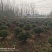 无刺枸骨球，龟甲冬青球