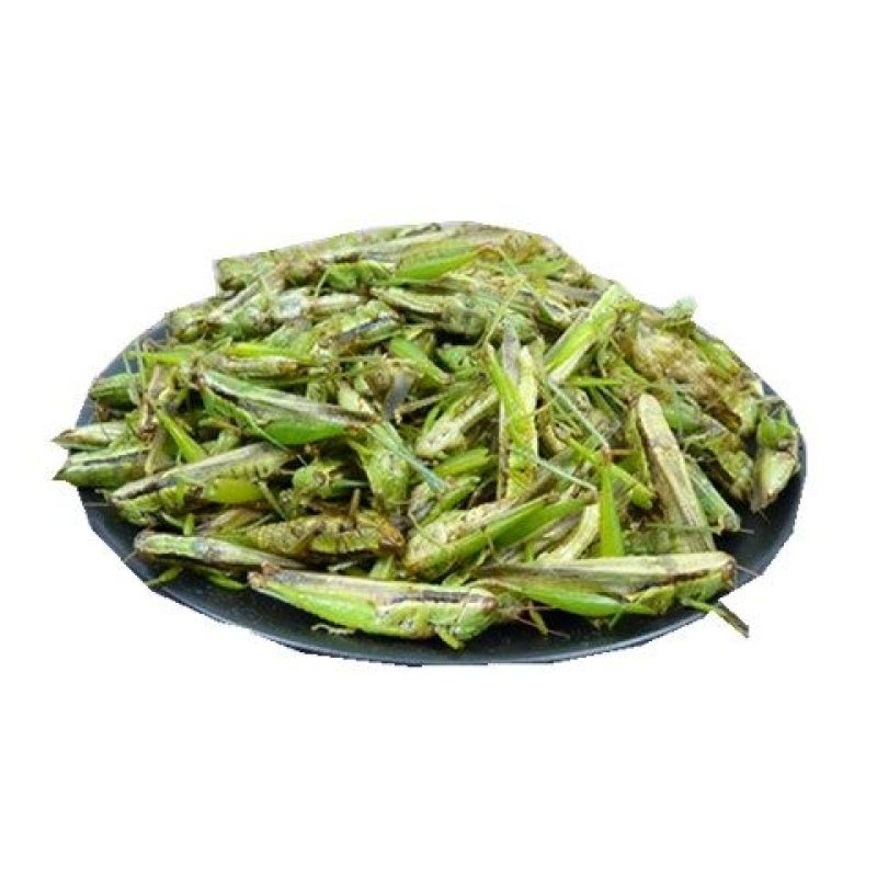 小稻蝗质量保证，颜色绿产地供货货源充足小绿蚂蚱