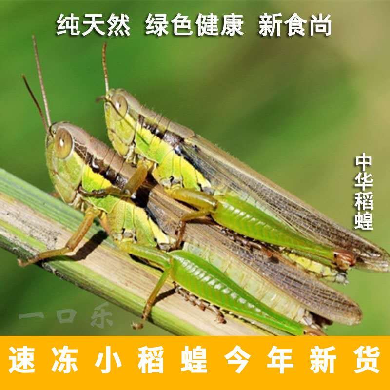 小稻蝗质量保证，颜色绿产地供货货源充足小绿蚂蚱