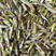 小稻蝗质量保证，颜色绿产地供货货源充足小绿蚂蚱