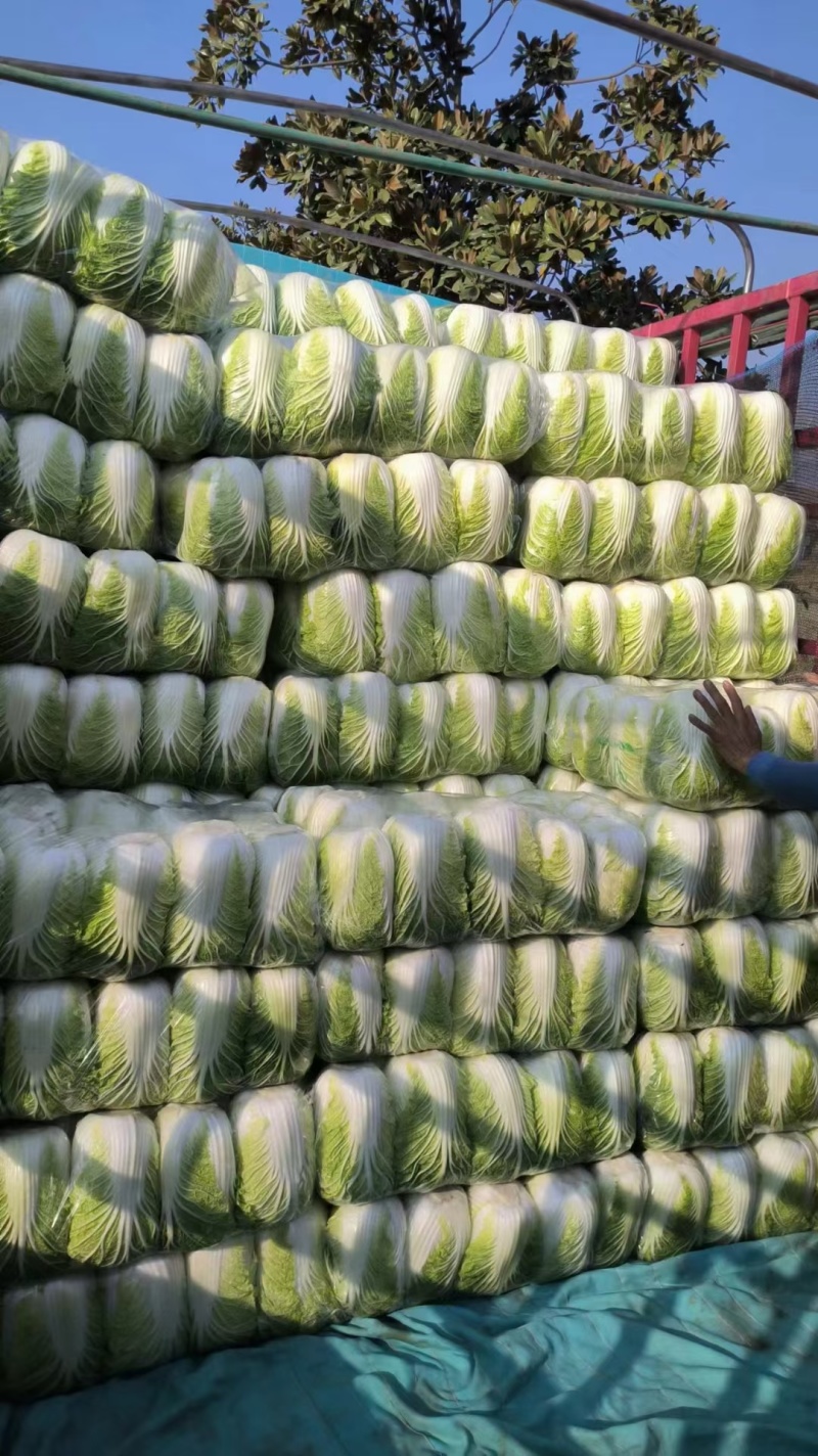 【推荐】湖北精品黄心白菜产地直发一手货源价优欢迎合作