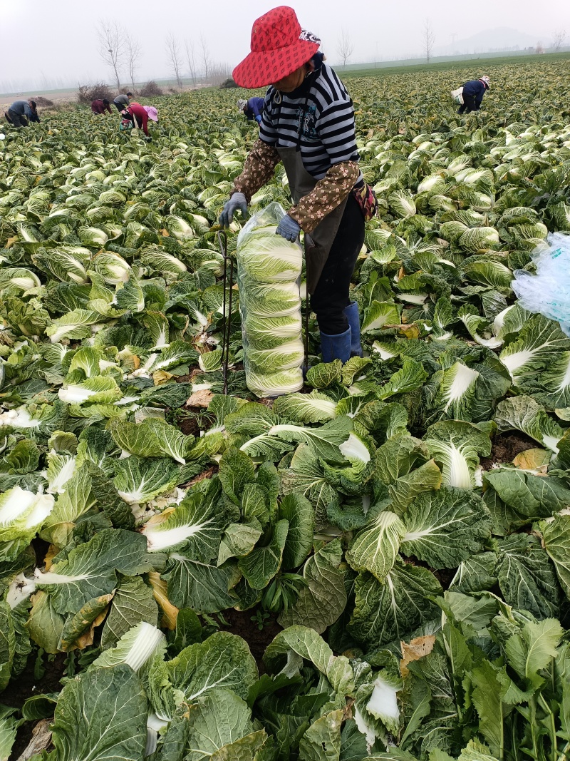 【推荐】湖北精品黄心白菜产地直发一手货源价优欢迎合作