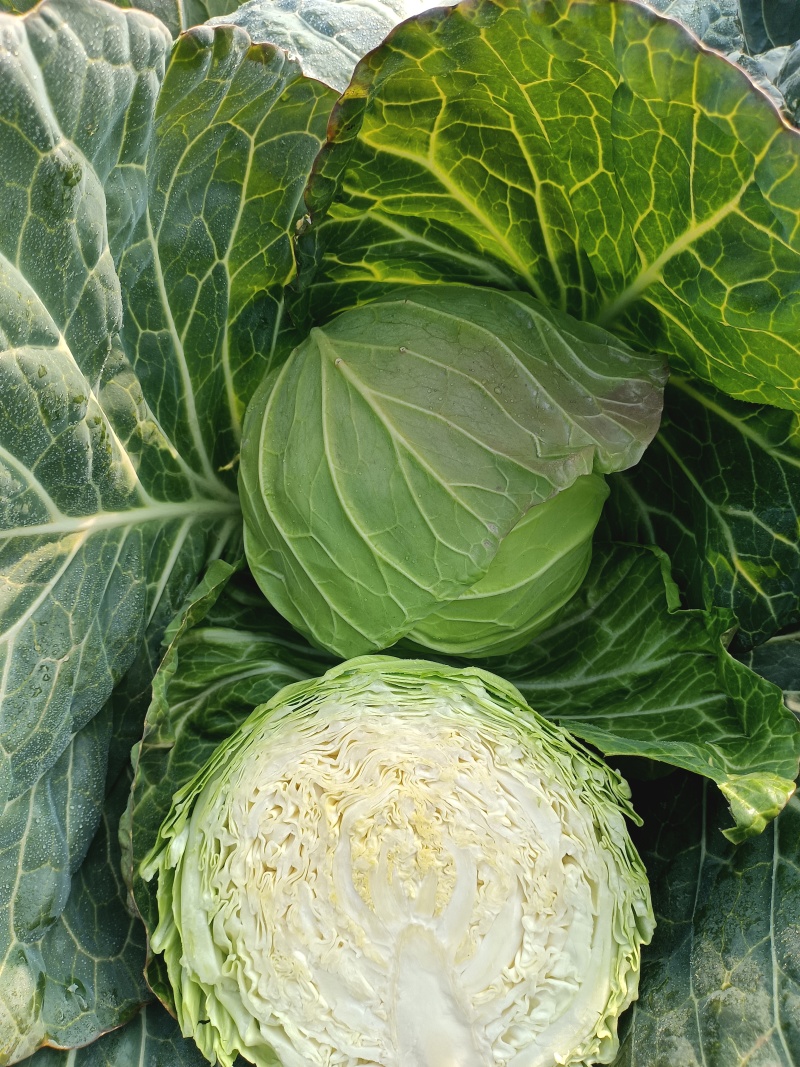 湖北天门甘蓝精品甘蓝圆包菜大量上市产地直供保质