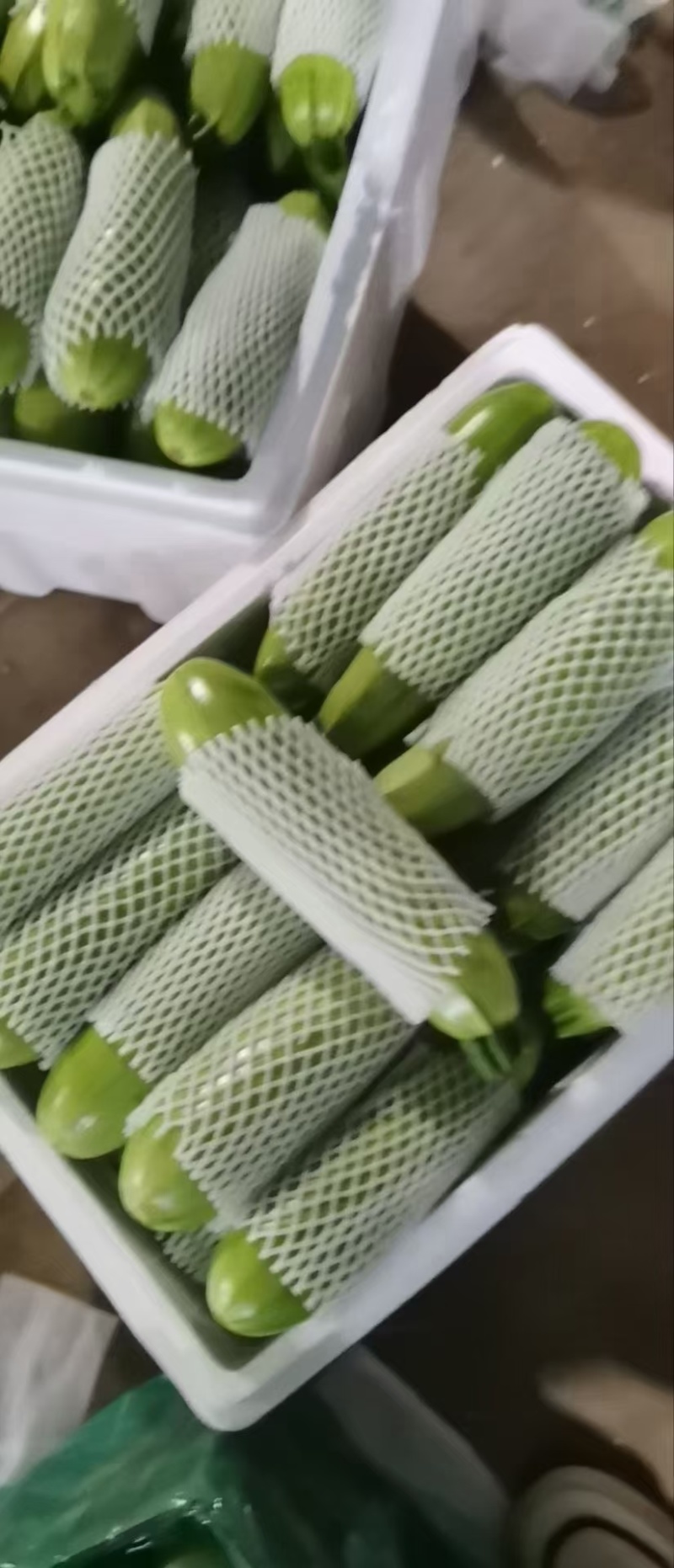 【荐】绿皮西葫芦新鲜茄瓜西葫芦量大价优包装好欢迎选购