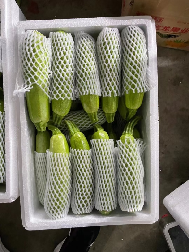 【荐】绿皮西葫芦新鲜茄瓜西葫芦量大价优包装好欢迎选购