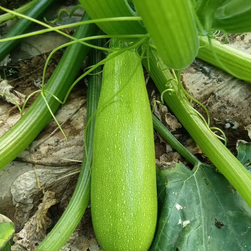 【荐】绿皮西葫芦新鲜茄瓜西葫芦量大价优包装好欢迎选购