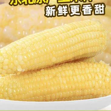 东北速冻甜糯玉米棒白玉米黄玉米万糯2022年陈货价格便宜