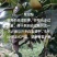 翠冠梨纯甜画渣，新鲜采摘