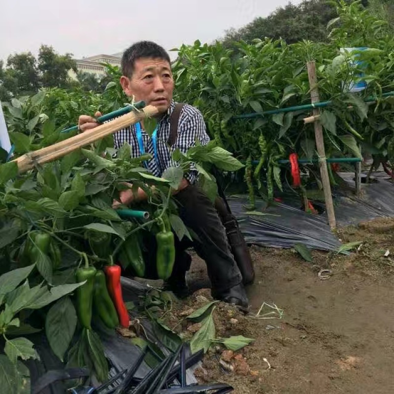 新一代特大椒王进口亲本中早熟果长25厘米大果300克露地
