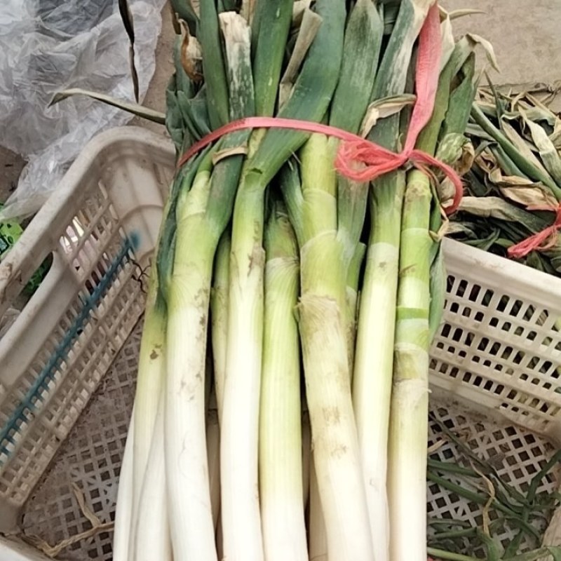 铁杆大葱