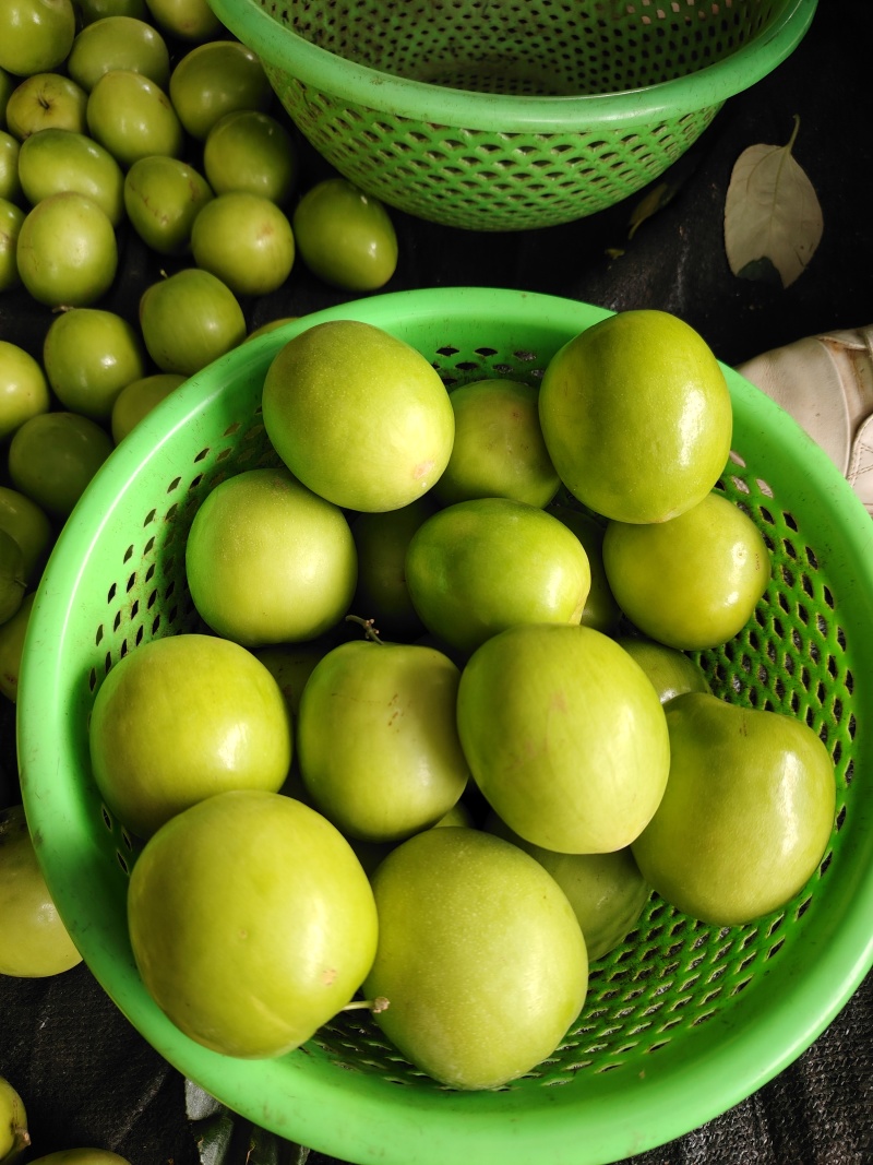 广东雷州青枣牛奶枣，大量供应市场电商，实力代办，全国代发