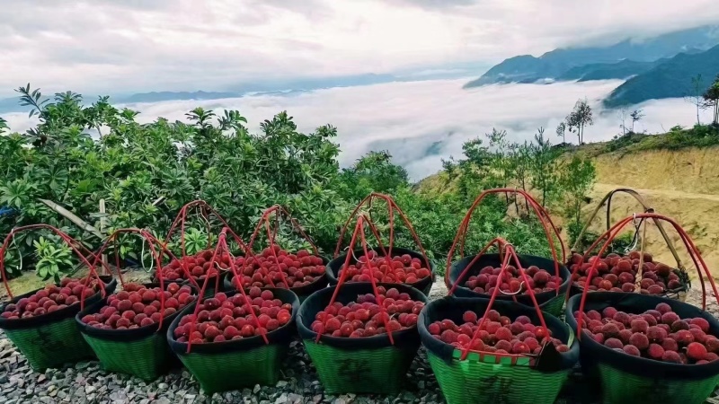 仙居东魁杨梅，个子大甜度高，货源充足，大量供货，前来考察