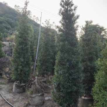 罗汉松塔型个种规格本场位于福建省漳浦县官浔镇有需要的联