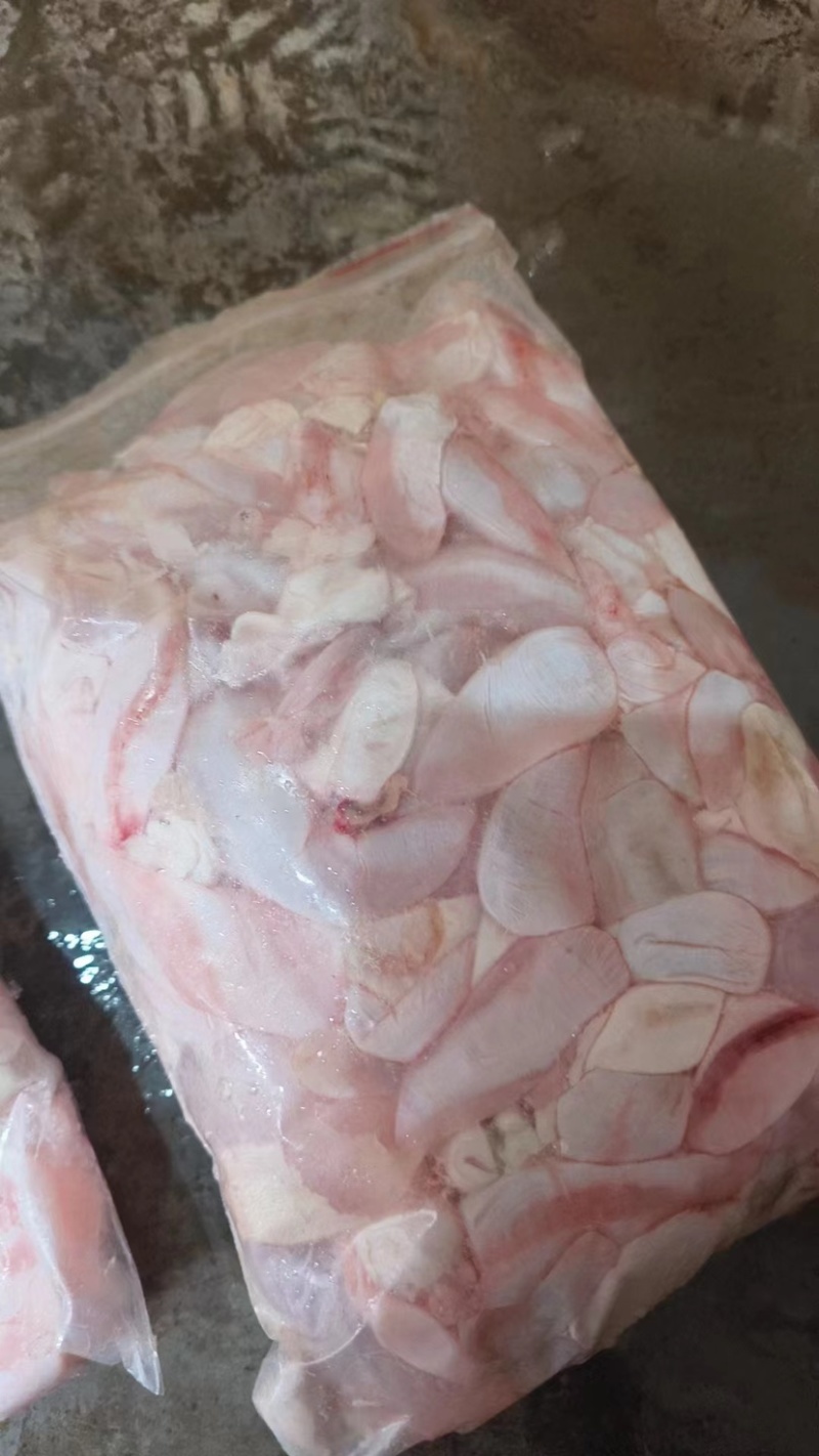 鲤鱼泡