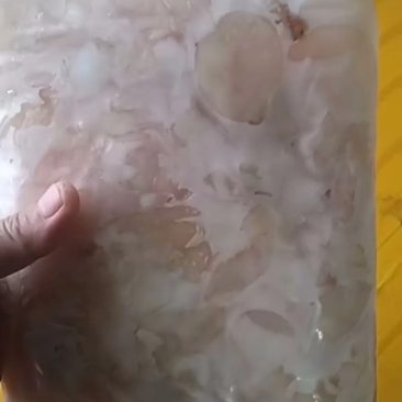 鲤鱼泡