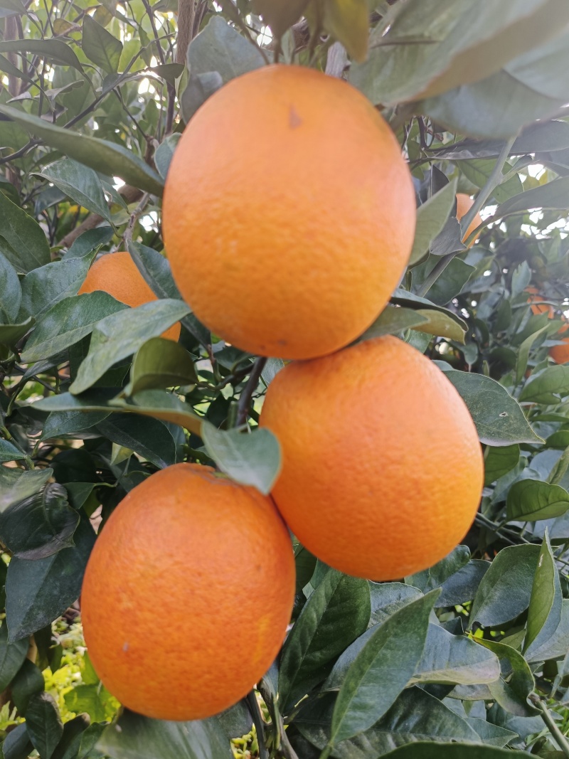 血橙
