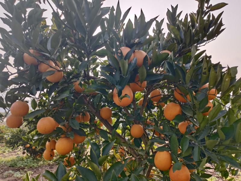 血橙