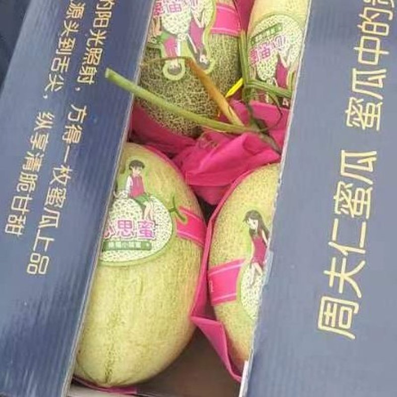哈密瓜晓蜜二十五号
