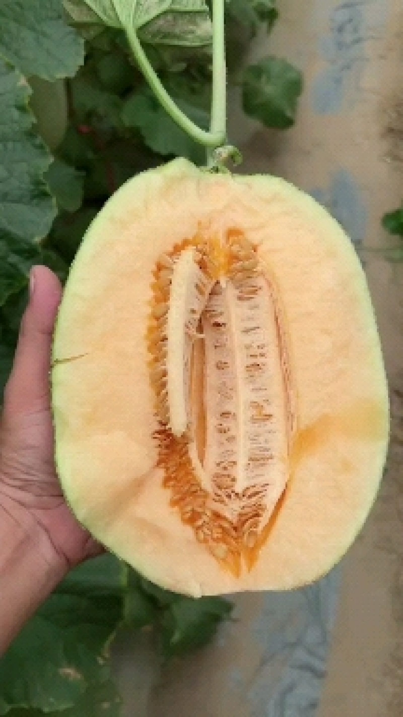 哈密瓜晓蜜二十五号