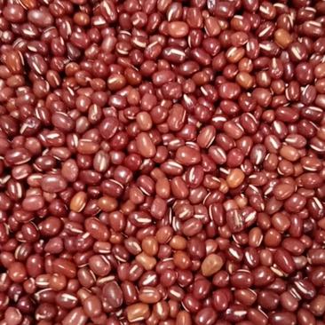 东北大红小豆红豆-红小豆颗粒饱满，色泽好无杂质，货源充足