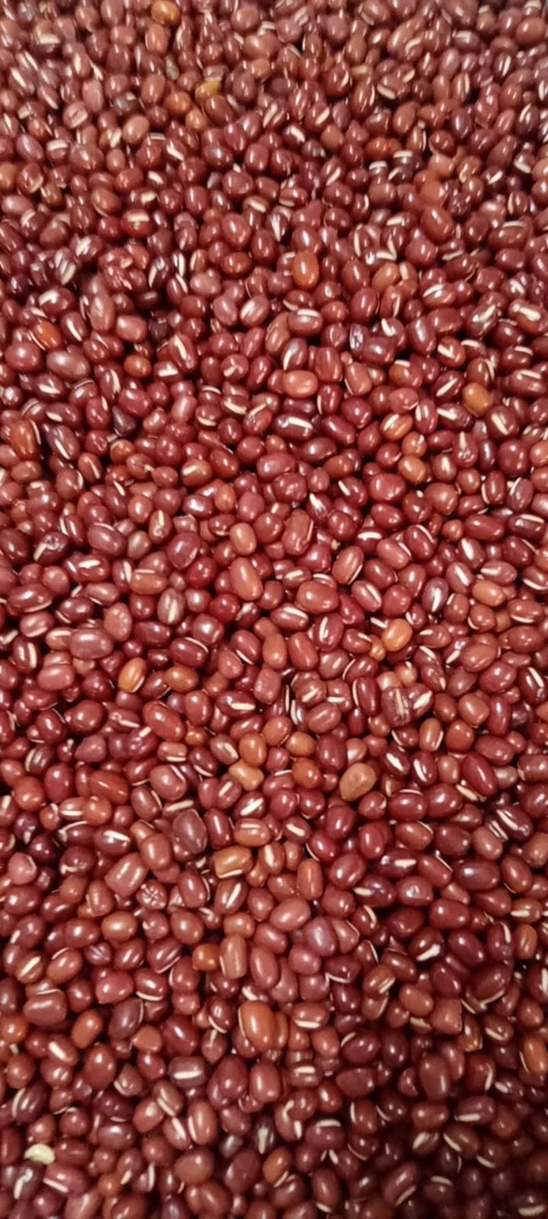东北大红小豆红豆-红小豆颗粒饱满，色泽好无杂质，货源充足