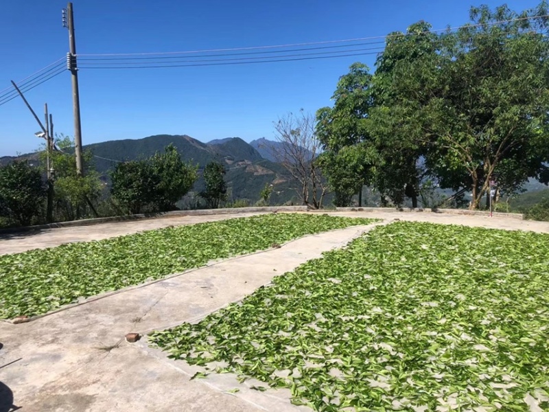 凤凰单丛黄枝香头春茶半斤装凤凰山高山生态茶园源头区