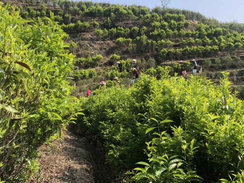 凤凰单丛黄枝香头春茶半斤装凤凰山高山生态茶园源头区