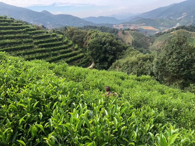 凤凰单丛黄枝香头春茶半斤装凤凰山高山生态茶园源头区